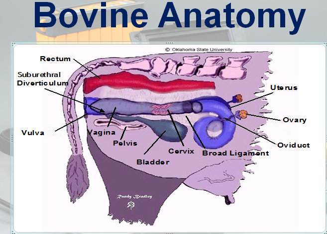 Portable Ultrasound Solution Blog | cattle ultrasound