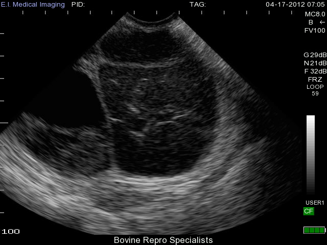 Bovine Ultrasound: Follicular vs. Luteal Cysts
