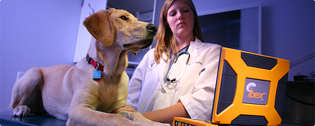 animal ultrasound
