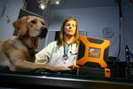 canine ultrasound