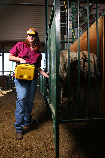 Ultrasound Sheep
