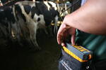 cow ultrasound