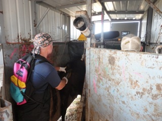 cow ultrasound preg check