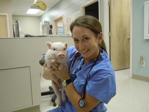 veterinary practice, veterinary ultasound