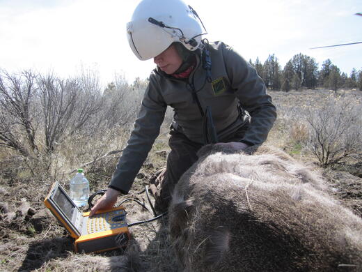carcass ultrasound deer
