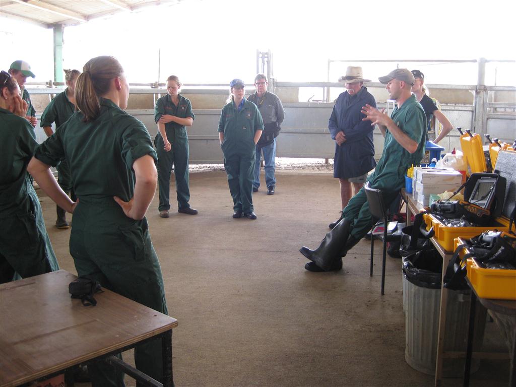 bovine ultrasound training