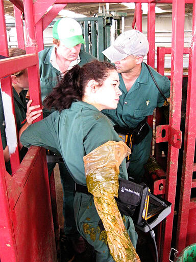 BOVINE ULTRASOUND