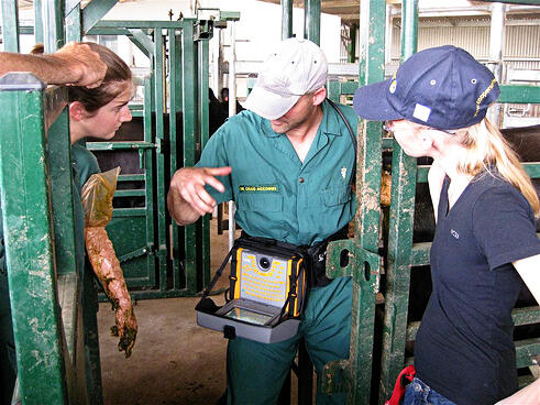 COW ULTRASOUND