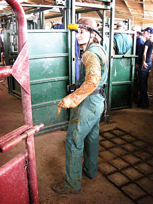 PREG CHECK COWS