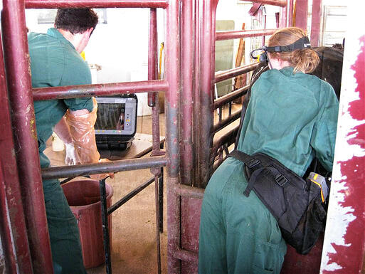 COW ULTRASOUND