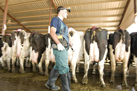 cattle ultrasound