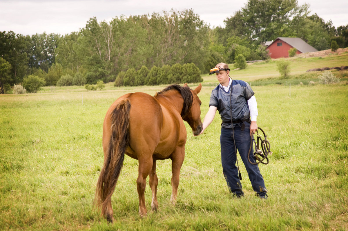 mare ultrasound