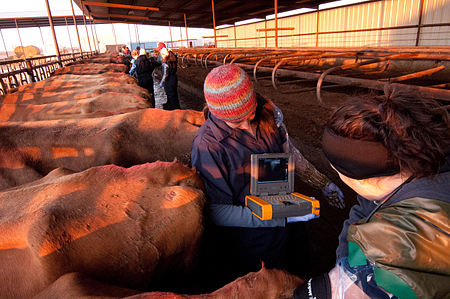 ultrasound cows
