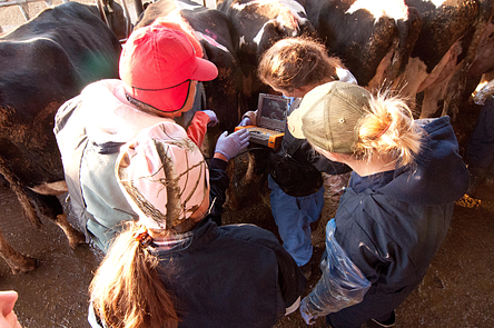 learn bovine ultrasound