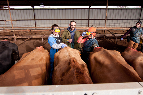 bovine ultrasound