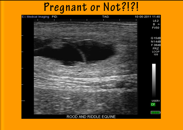 equine ultrasound pregnant