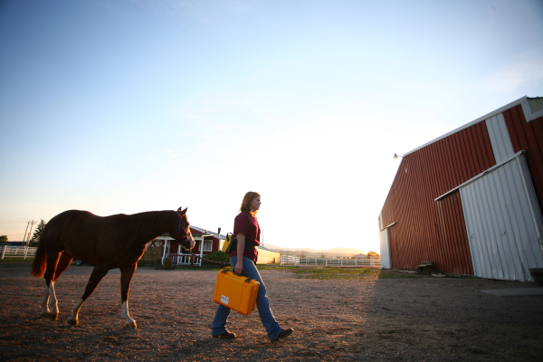 Equine ultrasound