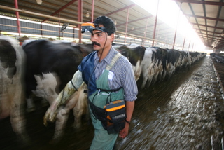 cow ultrasound