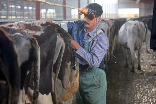 bovine ultrasound