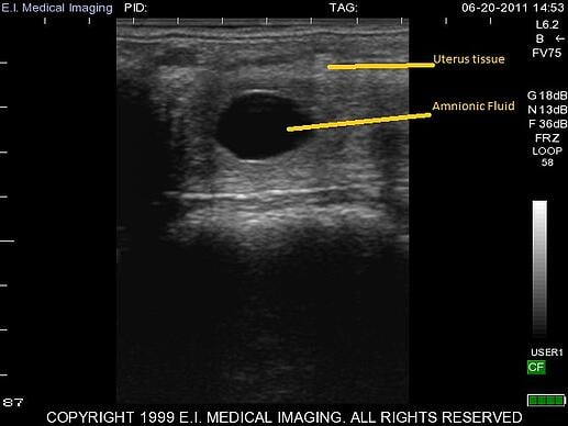 13 day equine pregnancy ultrasound