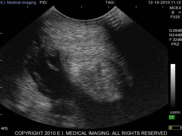 veterinary portable ultrasound