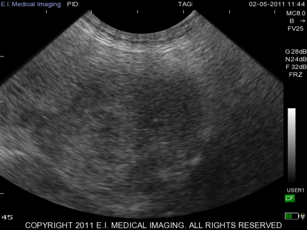 Canine Liver Ultrasound