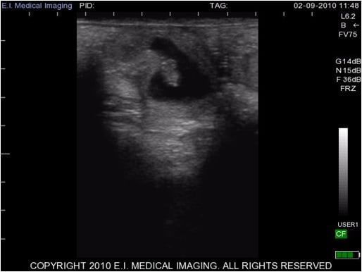 bovine ultrasound 30 day