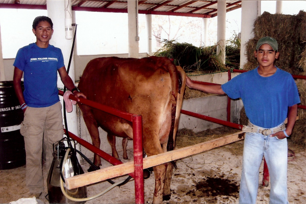 Jersey Cross Dairy Cows