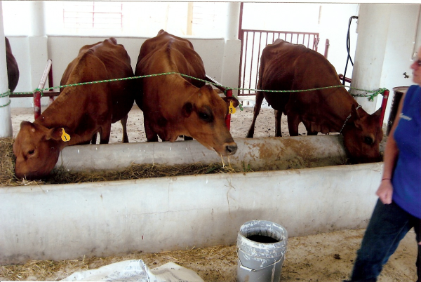 an orphanage dairy