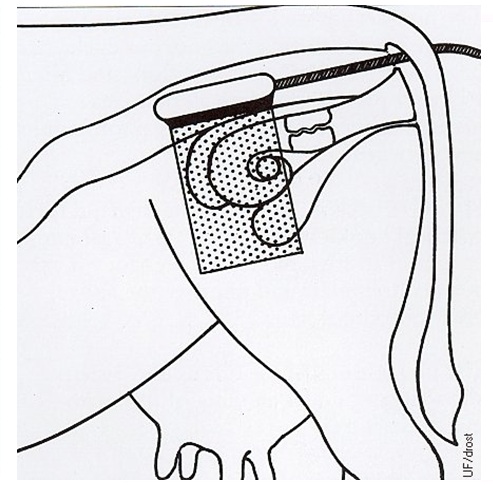 bovine ultrasound scan angle
