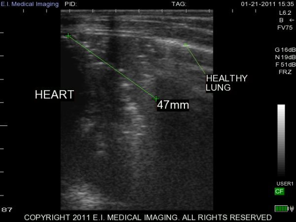 Healthy calf lung ultrasound