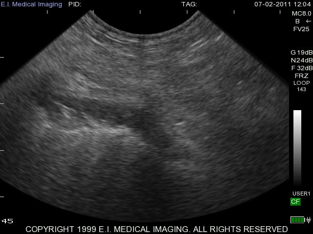 canine hernia