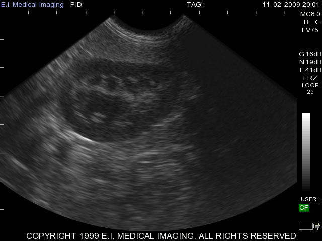 canine liver ultrasound, dog liver ultrasound