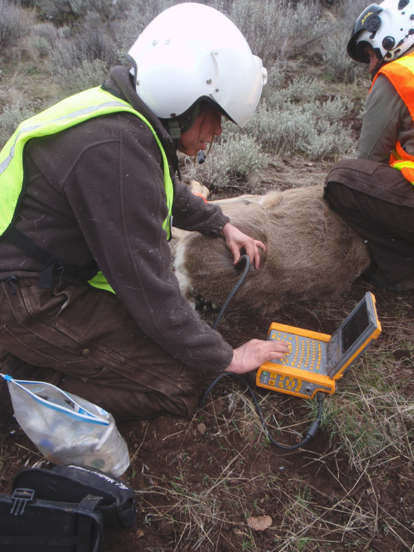 Mule deer ultrasound