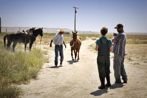 cow ultrasound, bovine ultrasound, increase revenue in veterinary practice