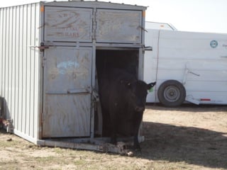 bovine breeding box