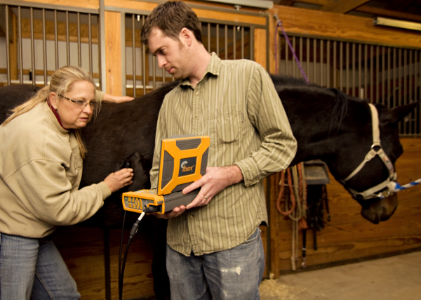 equine ultrasound abdominal ultrasound