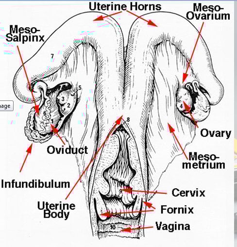 Portable Ultrasound Solution Blog | learn bovine ultrasound