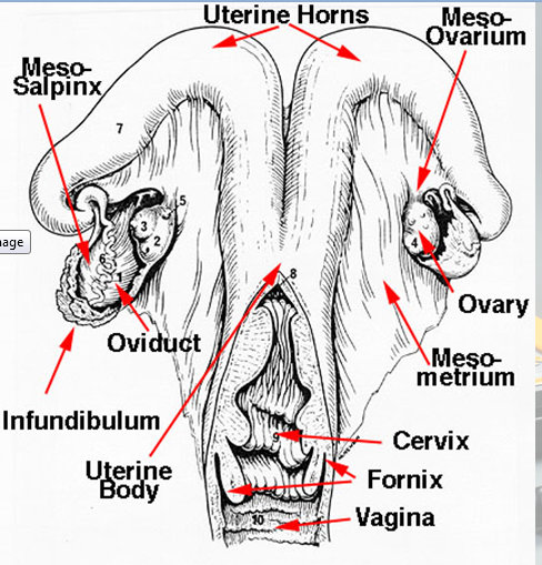 bovine anatomy reproduction