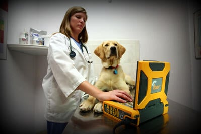 veterinarian communication, veterinary ultrasound, cow ultrasound, waterproof ultrasound