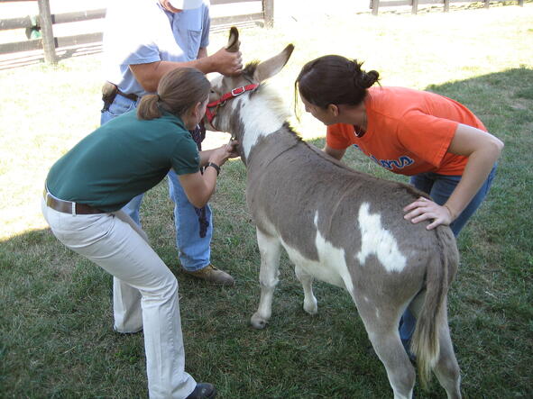 veterinary ultrasound internship