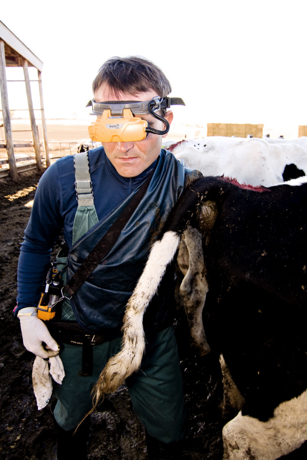 Ultrasound cows preg check