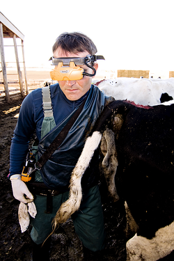 fetal sexing, bovine ultrasound