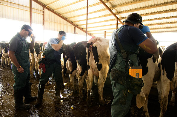 bovine ultrasound intern