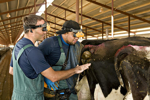 dairy cow ultrasound