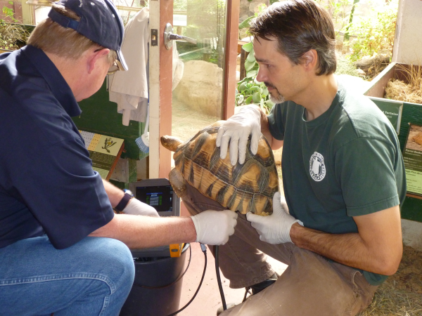 turtle ultrasound