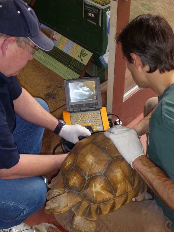 ultrasound turtle