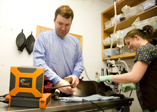 Portable Ultrasound Canine