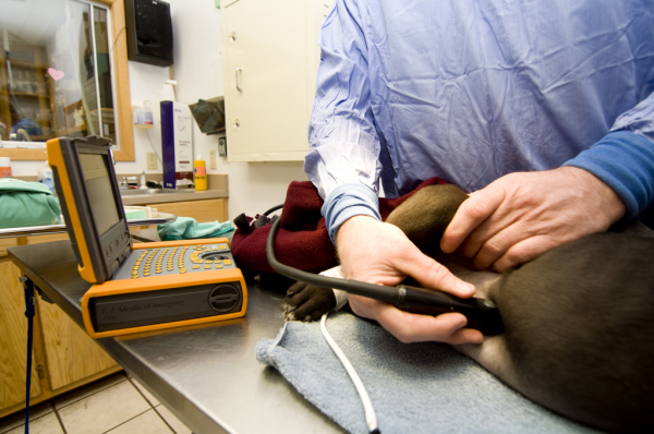 Ultrasound canine liver