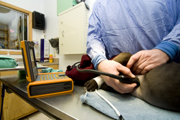 ultrasound dog liver